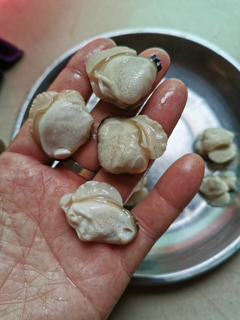 蚬螺，泥蚬，河口泥蚬