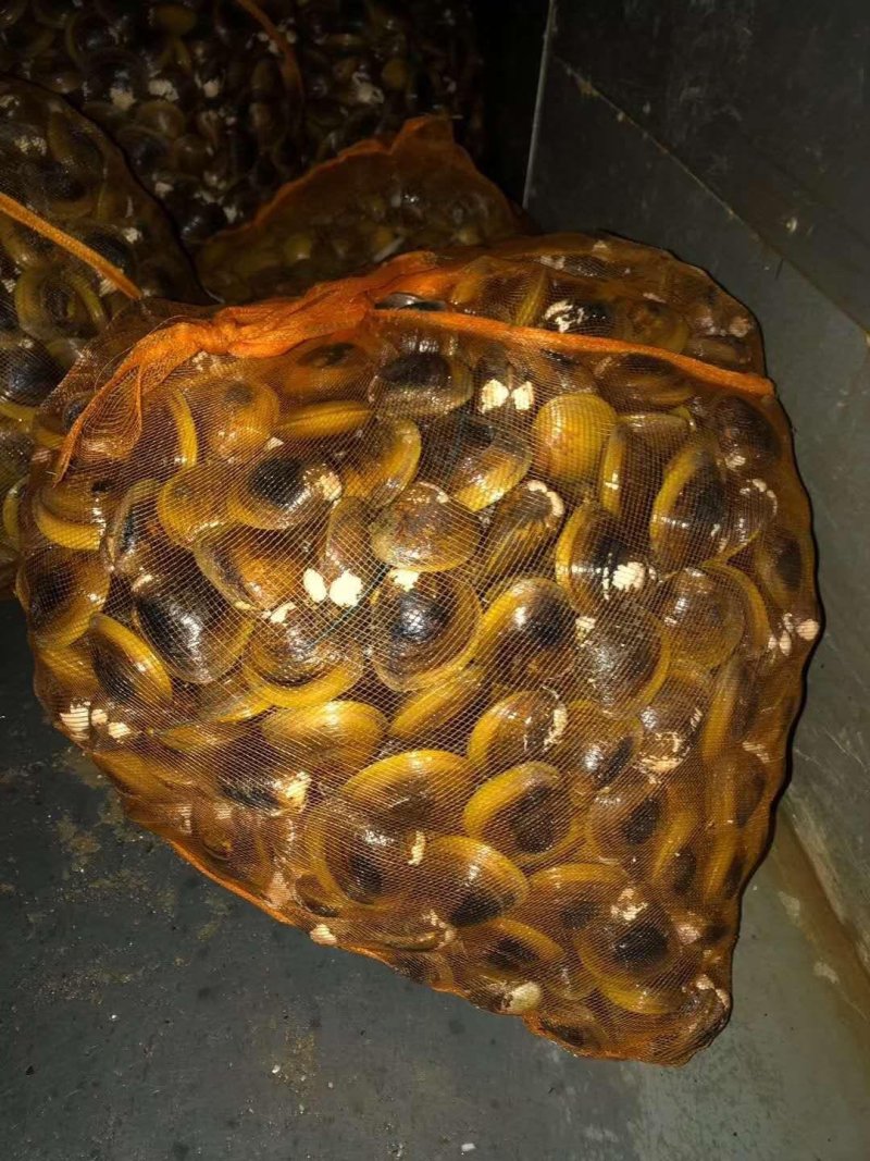 蚬螺，泥蚬，河口泥蚬