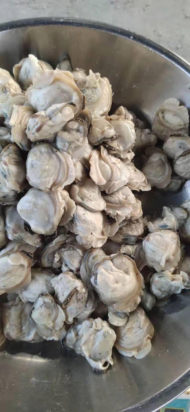 蚬螺，泥蚬，河口泥蚬