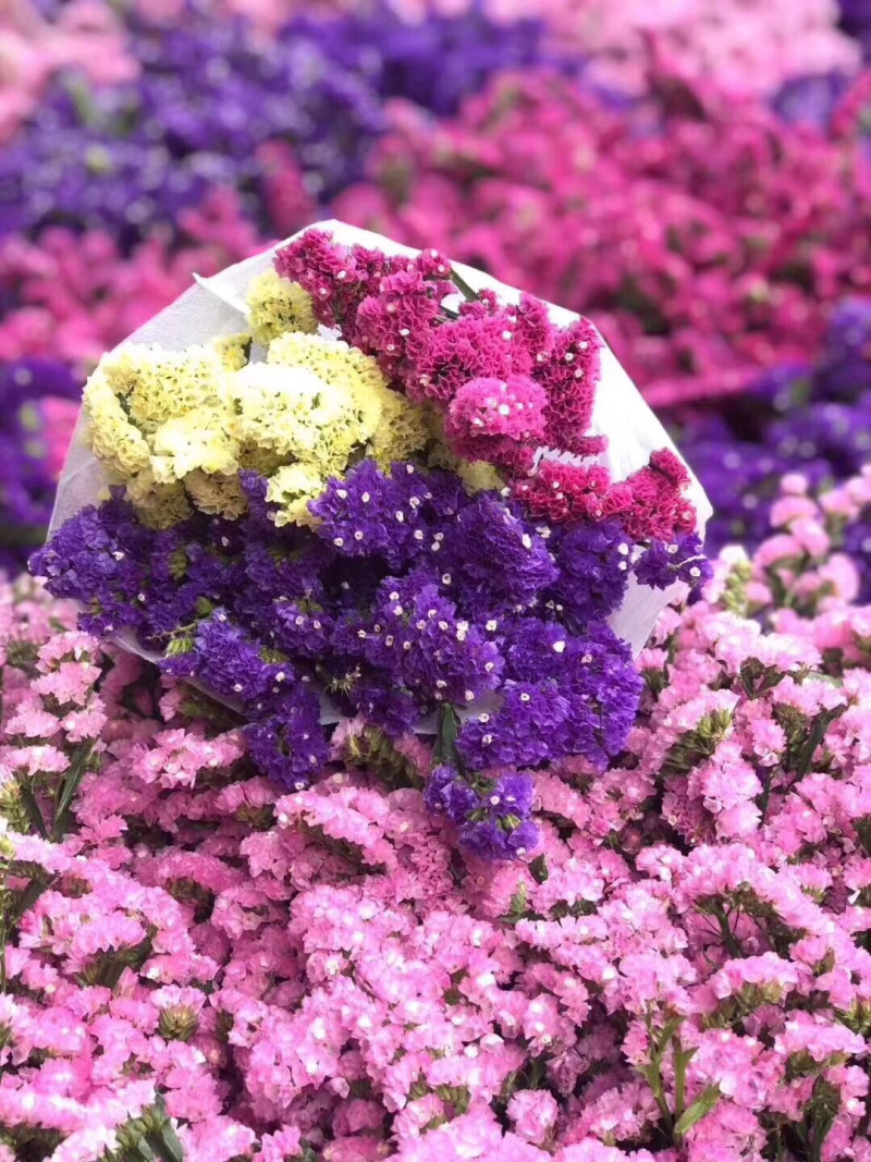 云南干花勿忘我水晶草情人草