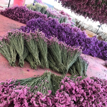 云南干花勿忘我水晶草情人草