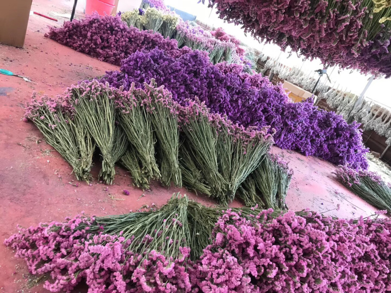 云南干花勿忘我水晶草情人草