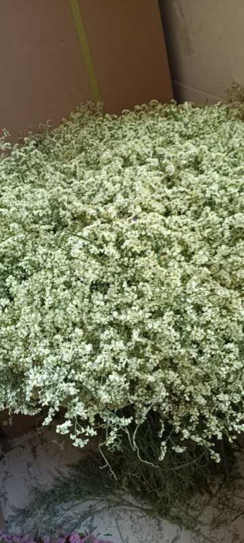 云南干花勿忘我水晶草情人草