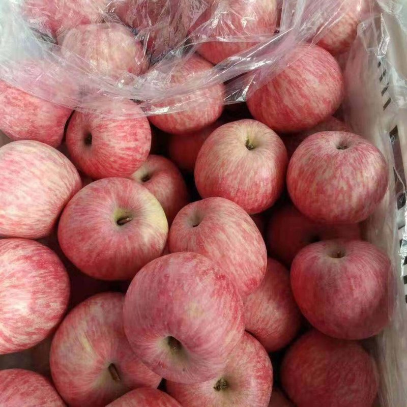 精品红富士苹果产地供货货源充足量大从优