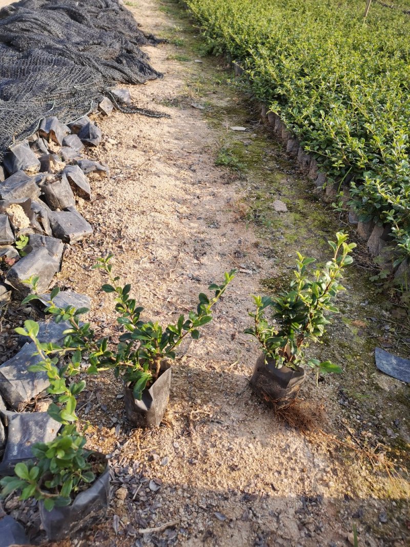 福建茶(可做微盆景，绿篱，绿化收边，耐修剪)