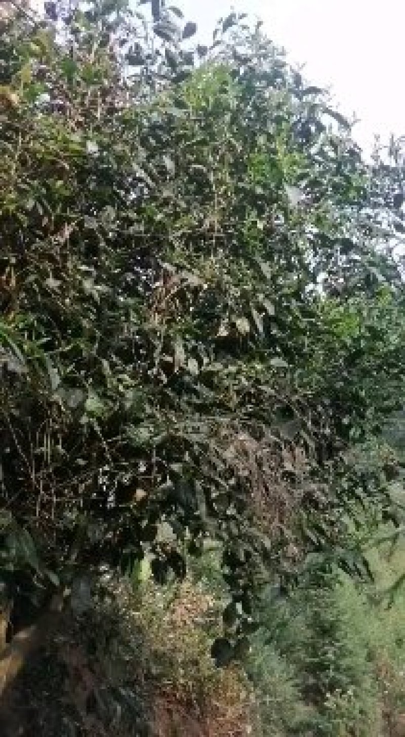 大树茶，生态茶口感响当当，茶多酚含量高