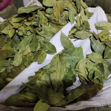 香叶，特绿香叶，干度好的特绿的调味香叶，量大从优