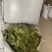 香叶，特绿香叶，干度好的特绿的调味香叶，量大从优