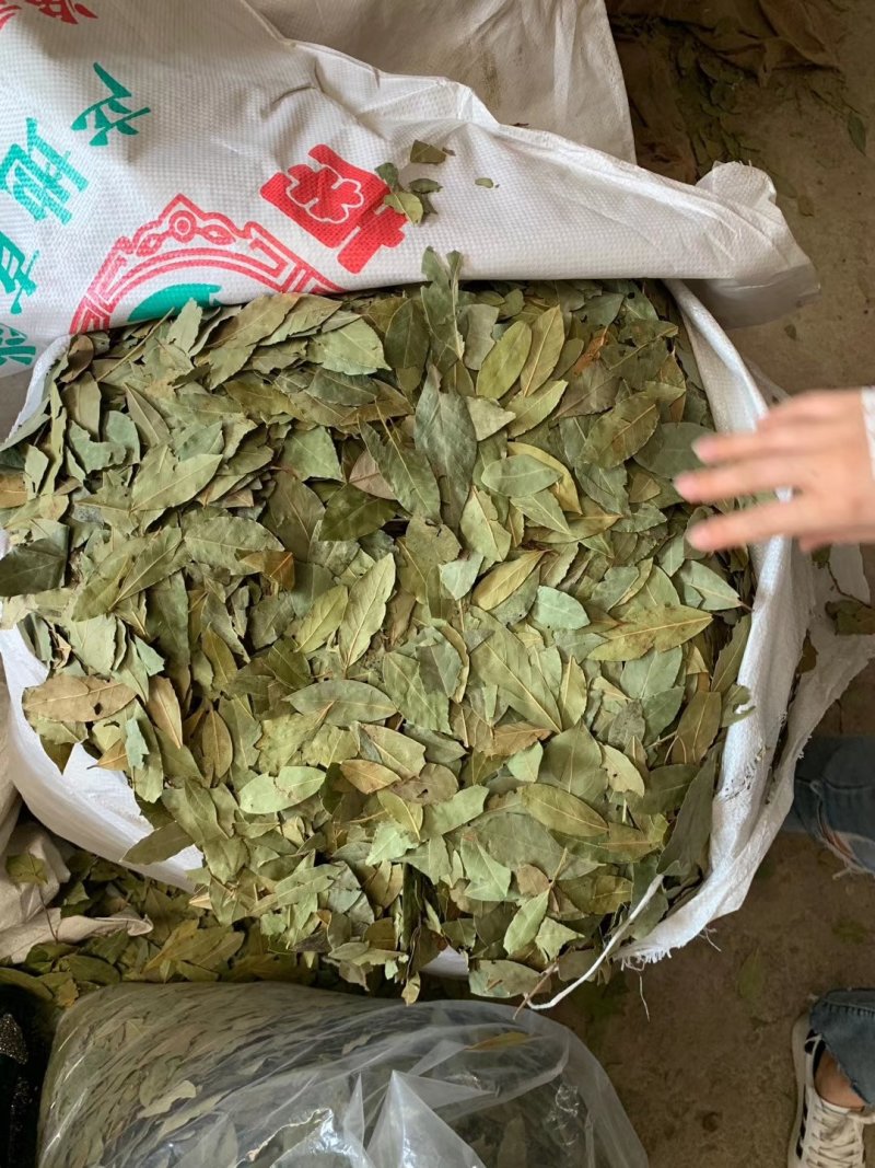 香叶，特绿香叶，干度好的特绿的调味香叶，量大从优