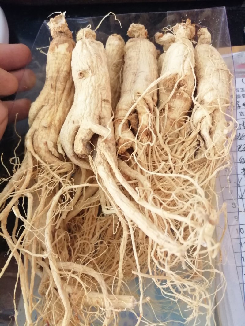 人参，东北人参，特大条长白山人参，产地直销大量供应