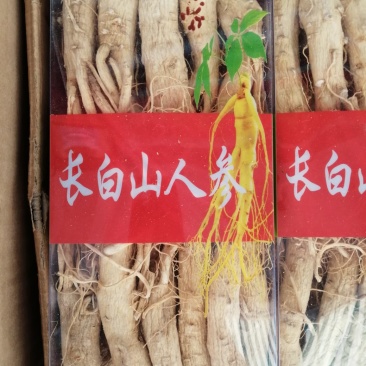 人参，东北人参，特大条长白山人参，产地直销大量供应