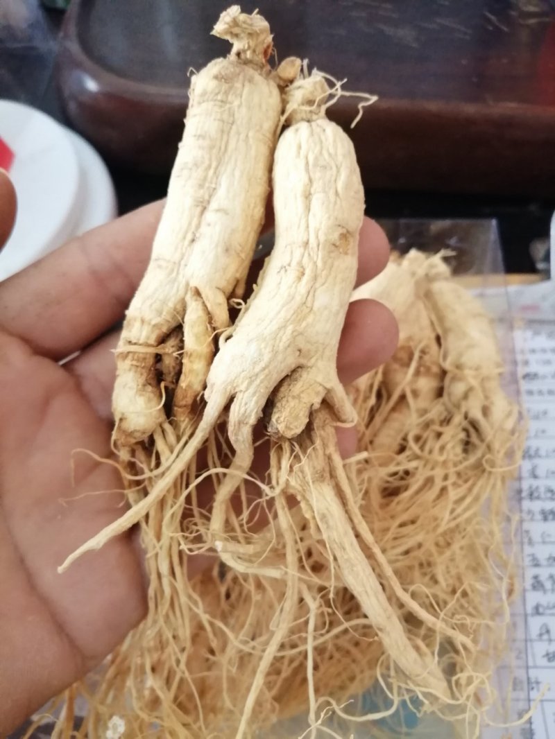 人参，东北人参，特大条长白山人参，产地直销大量供应
