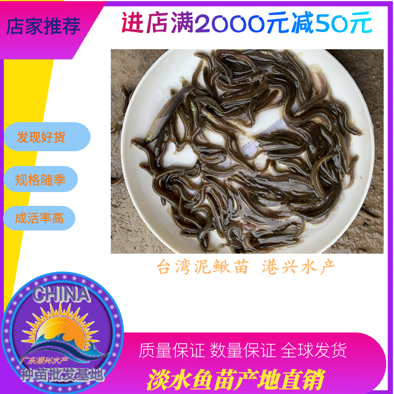 杂交泥鳅苗台湾泥鳅苗快大泥鳅鱼苗一年可养殖3批