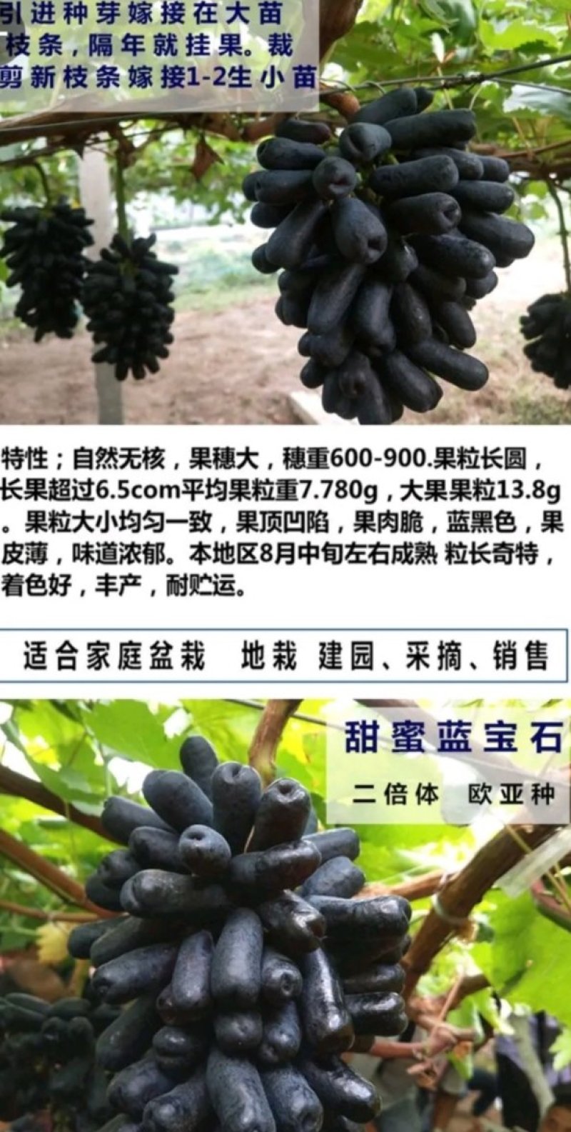 葡萄苗品种纯正产量大易管理，低价处理，量大优惠