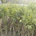 春天到了，种树就要种椅楠沉香，产地直供，支持线上保障交易