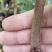 春天到了，种树就要种椅楠沉香，产地直供，支持线上保障交易
