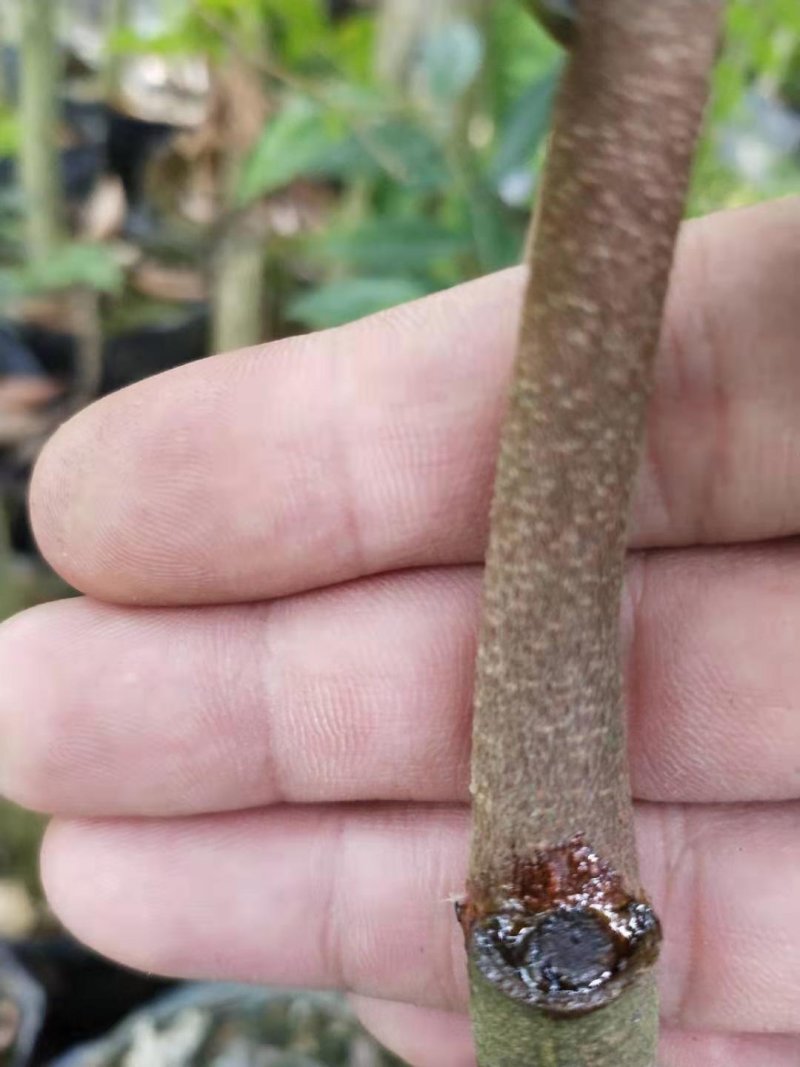 春天到了，种树就要种椅楠沉香，产地直供，支持线上保障交易