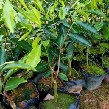 春天到了，种树就要种椅楠沉香，产地直供，支持线上保障交易