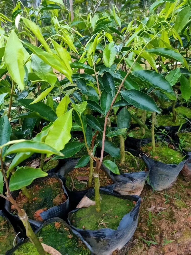 春天到了，种树就要种椅楠沉香，产地直供，支持线上保障交易