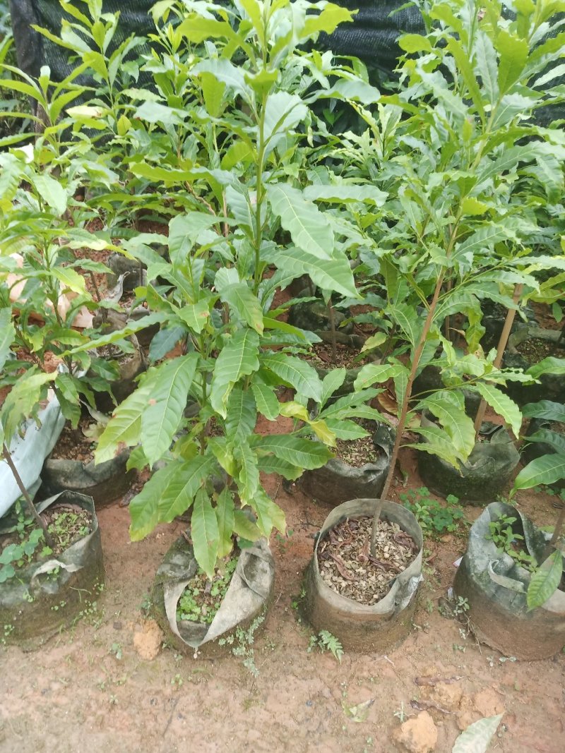 黄晶果苗黄晶果苗台湾新品种四季挂果，营养价值高