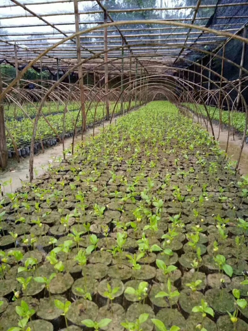 沉香芽苗，苗场补苗专用，产地直传支持线上保障交易。
