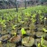 沉香芽苗，苗场补苗专用，产地直传支持线上保障交易。