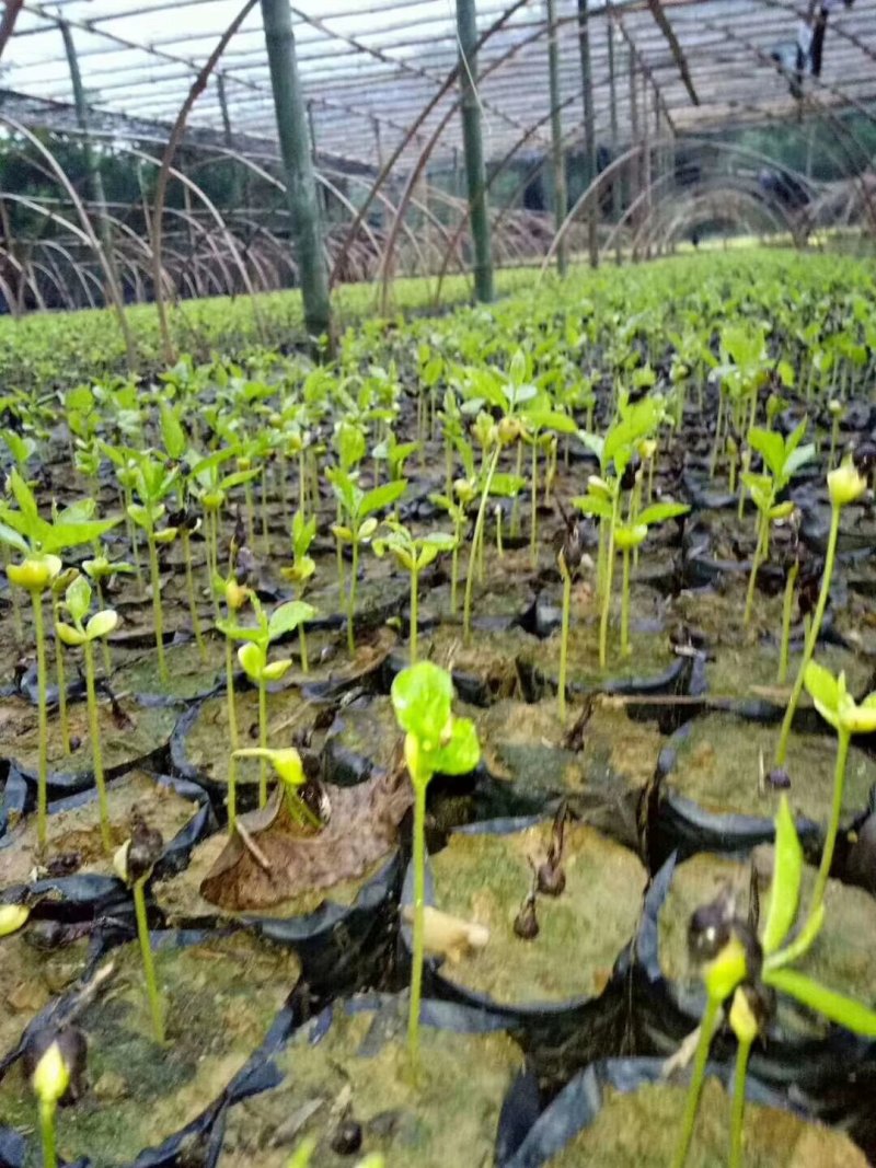 沉香芽苗，苗场补苗专用，产地直传支持线上保障交易。