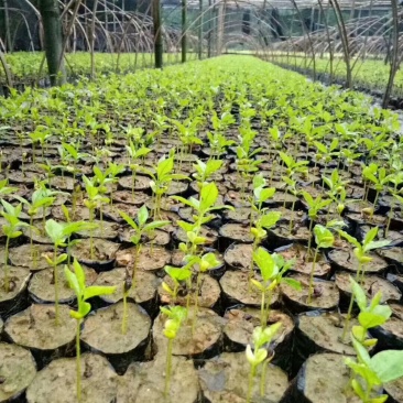沉香芽苗，苗场补苗专用，产地直传支持线上保障交易。