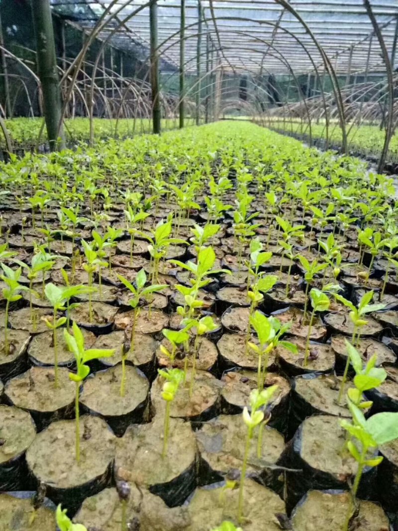 沉香芽苗，苗场补苗专用，产地直传支持线上保障交易。