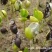 沉香芽苗，苗场补苗专用，产地直传支持线上保障交易。