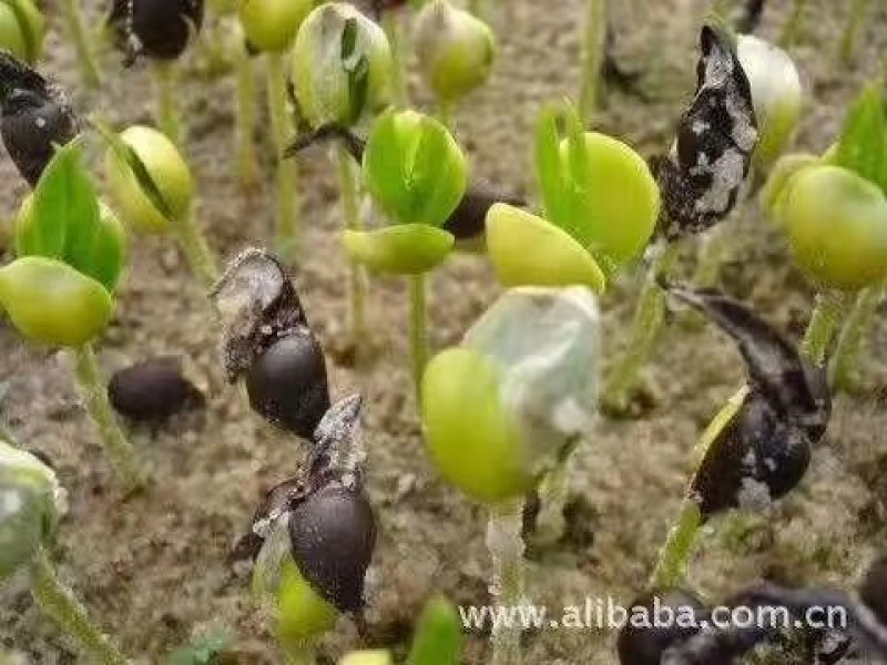 沉香芽苗，苗场补苗专用，产地直传支持线上保障交易。