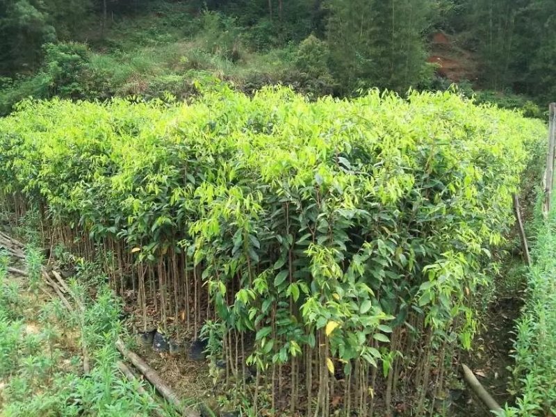 沉香苗，产地直供，支持线上保障交易。