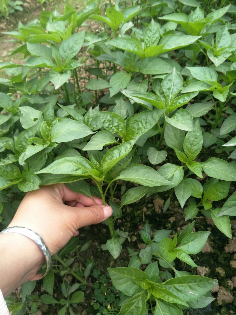 辣椒苗，二荆条辣椒苗，海椒种苗，小米辣，各种辣椒苗。