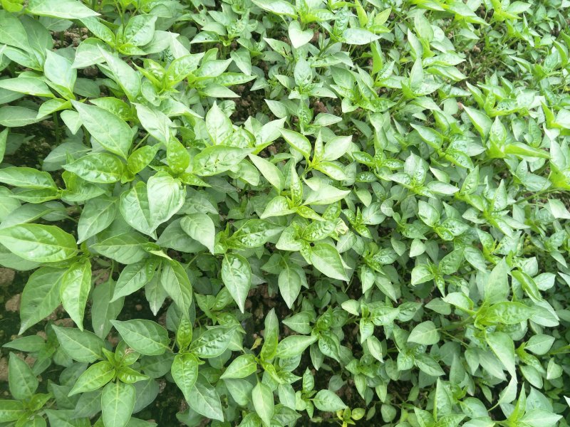 辣椒苗，二荆条辣椒苗，海椒种苗，小米辣，各种辣椒苗。