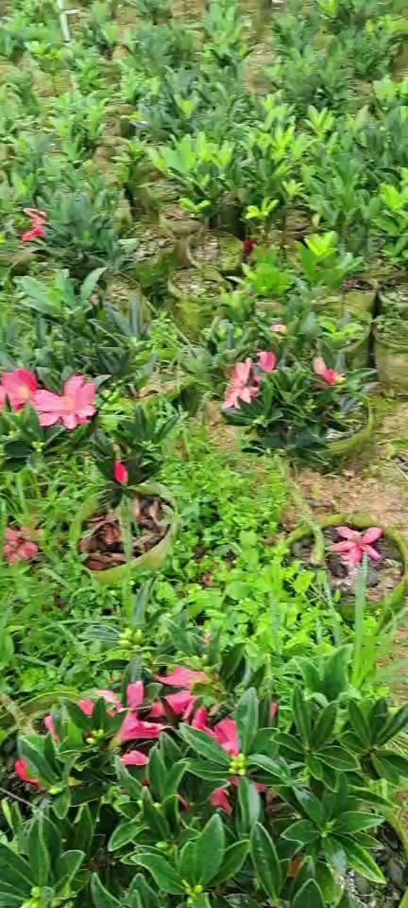 大红花油茶嫁接苗，产地直供，支持线上保障交易。