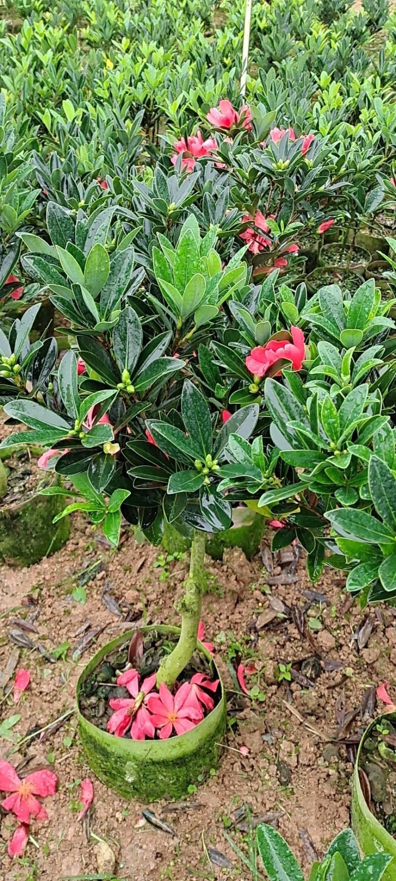 大红花油茶嫁接苗，产地直供，支持线上保障交易。