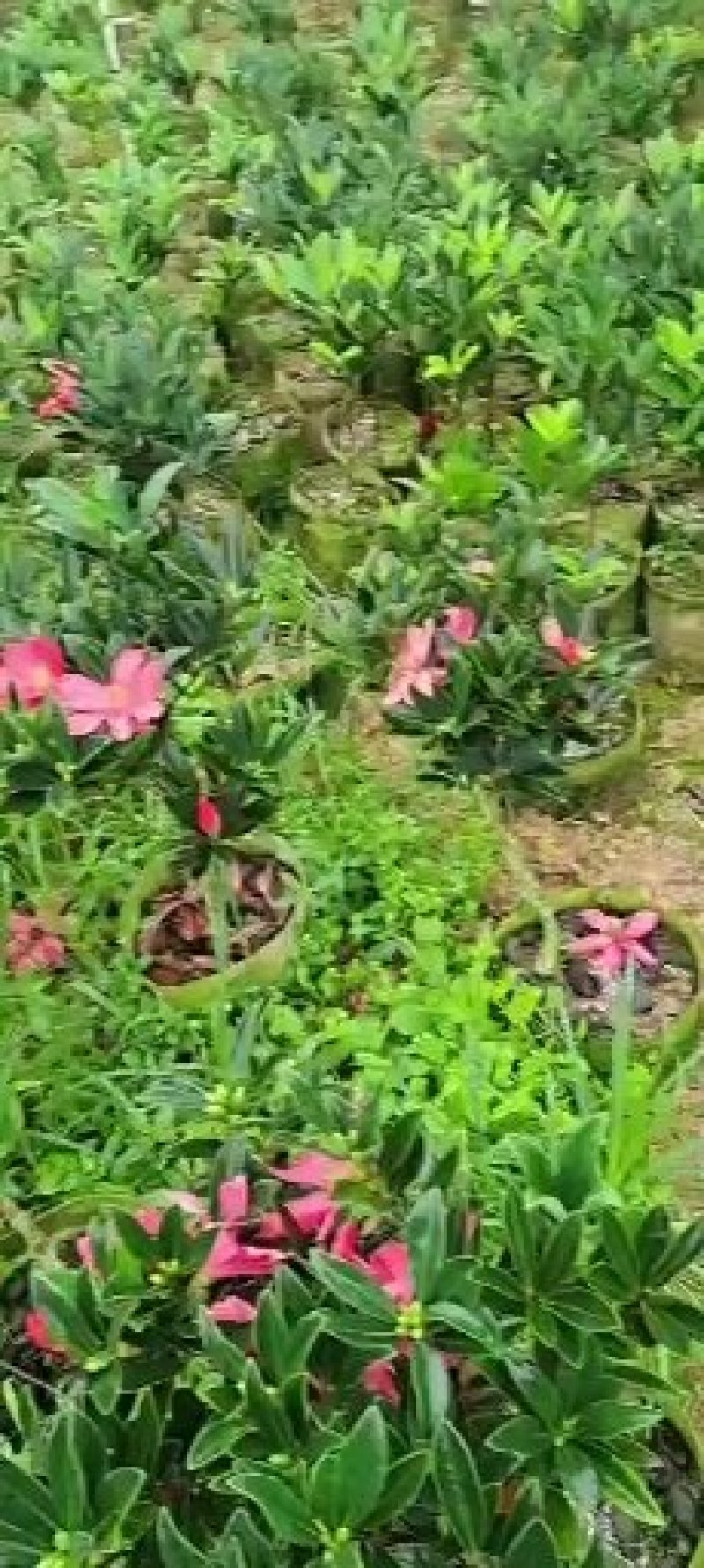 大红花油茶嫁接苗，产地直供，支持线上保障交易。