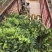 沉香树，移植袋树，产地直供，支持线上保证交易。
