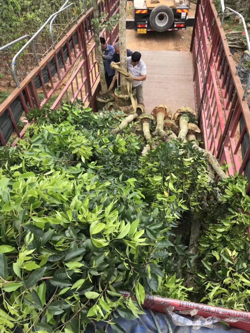 沉香树，移植袋树，产地直供，支持线上保证交易。