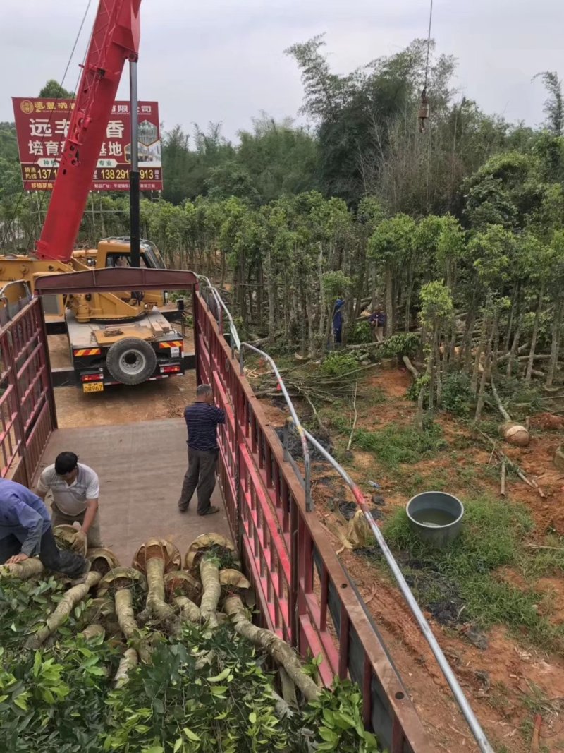 沉香树，移植袋树，产地直供，支持线上保证交易。