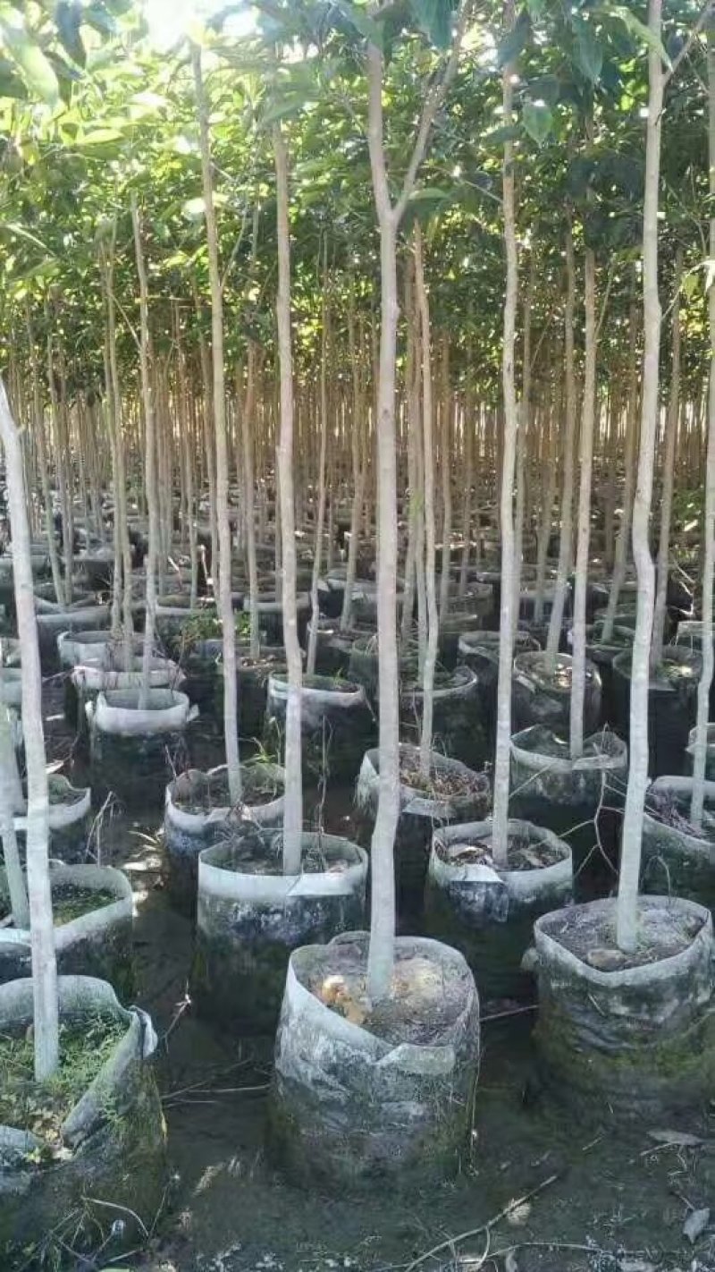 沉香苗大袋，产地直供，支持线上保障交易。