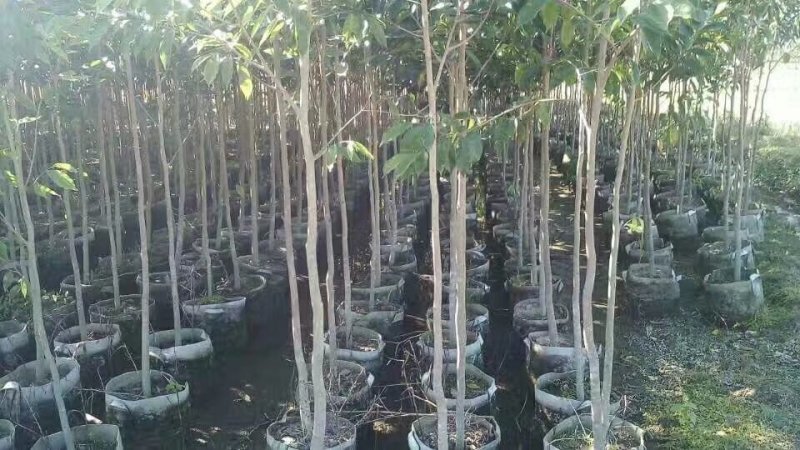 沉香苗大袋，产地直供，支持线上保障交易。