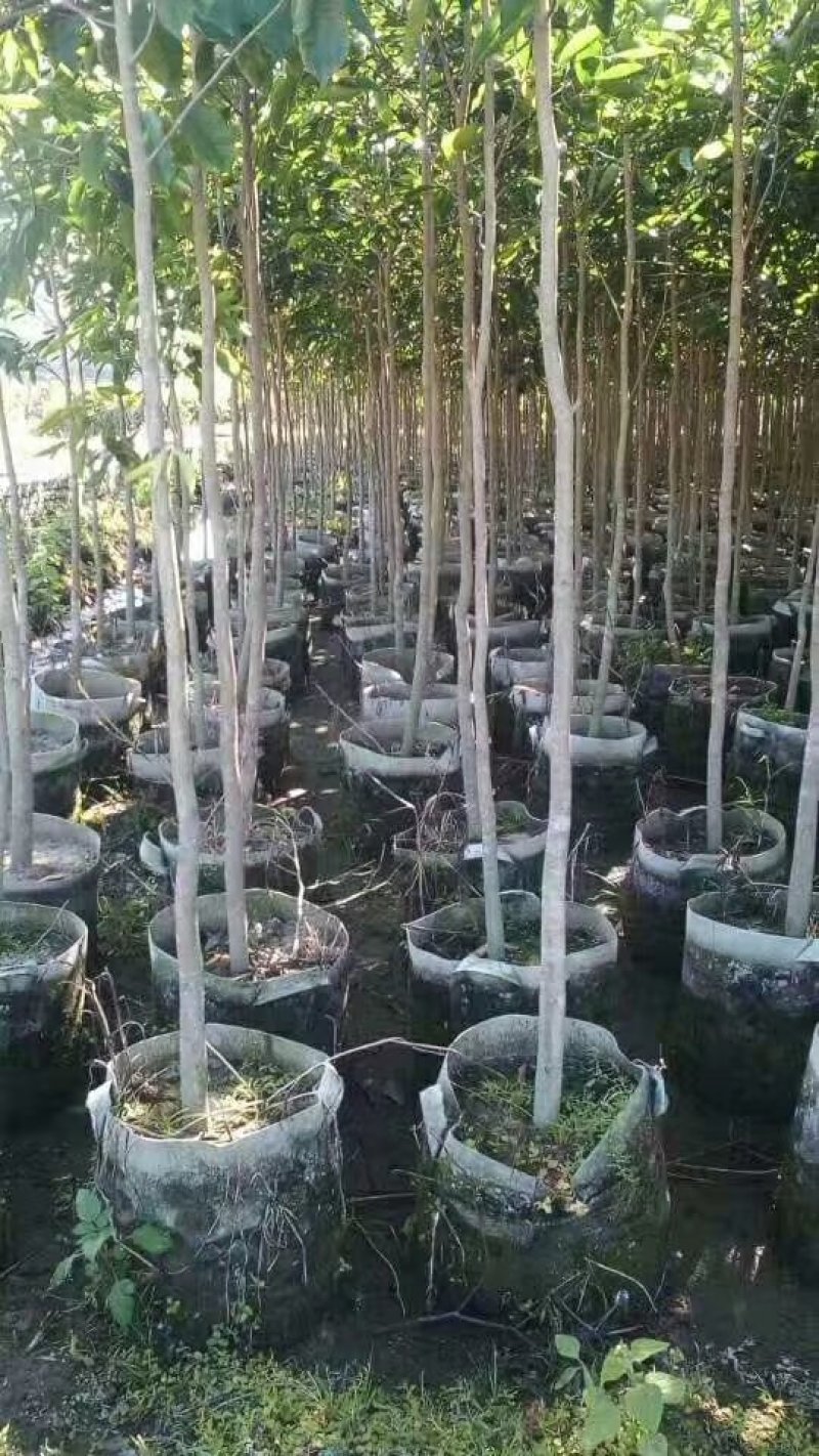 沉香苗大袋，产地直供，支持线上保障交易。