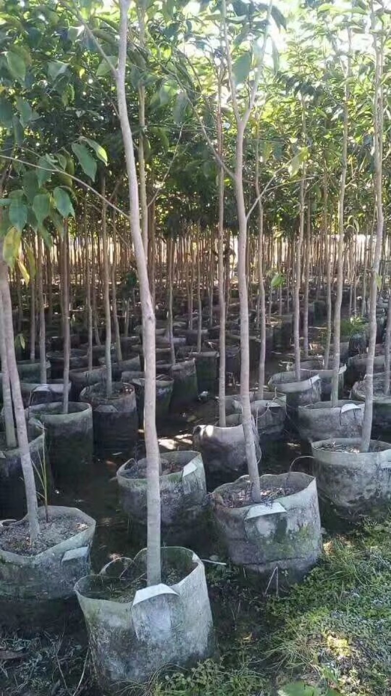沉香苗大袋，产地直供，支持线上保障交易。