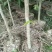 沉香苗大袋，产地直供，支持线上保障交易。