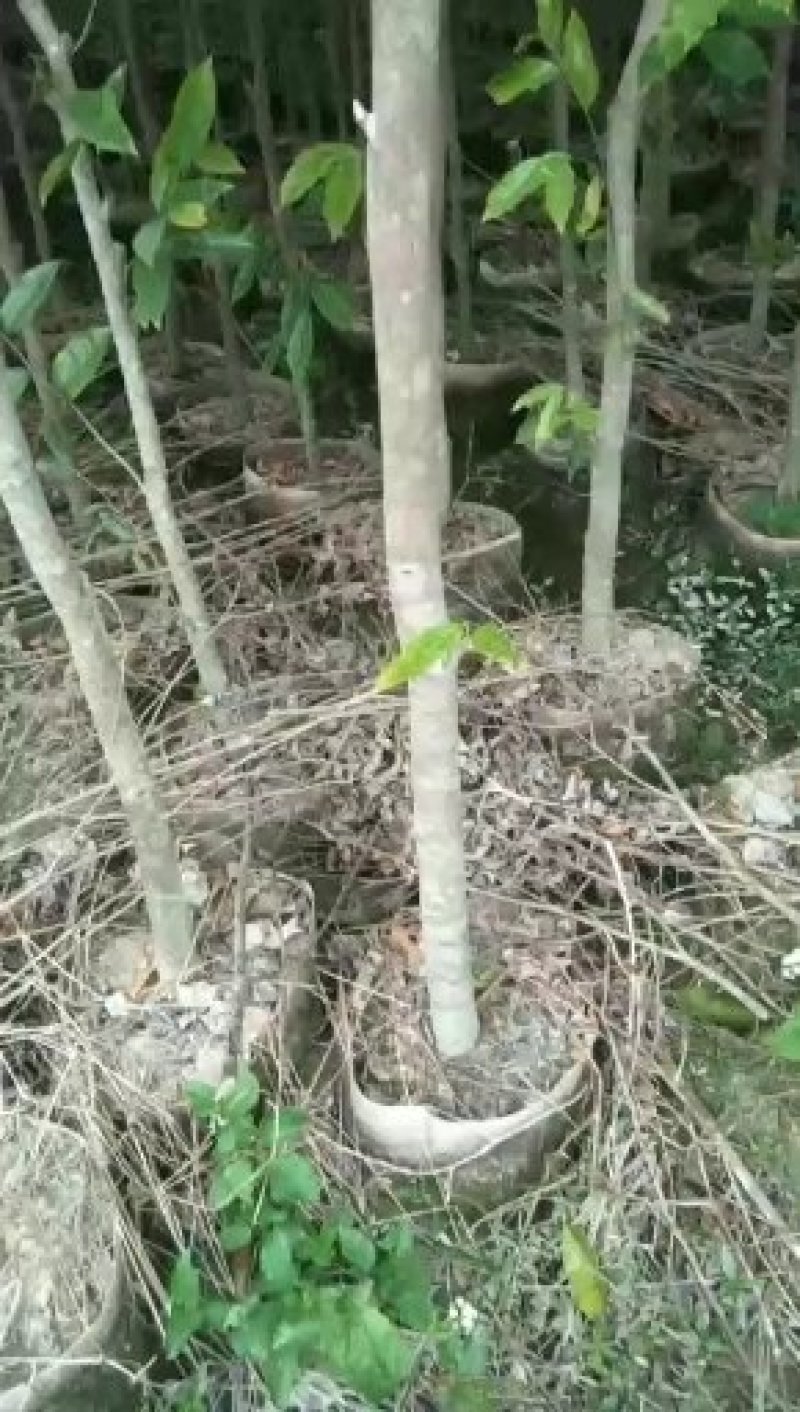 沉香苗大袋，产地直供，支持线上保障交易。