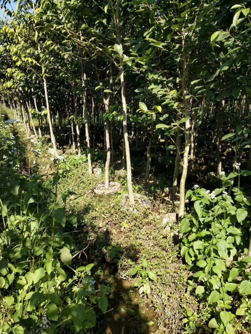 沉香苗大袋，产地直供，支持线上保障交易。