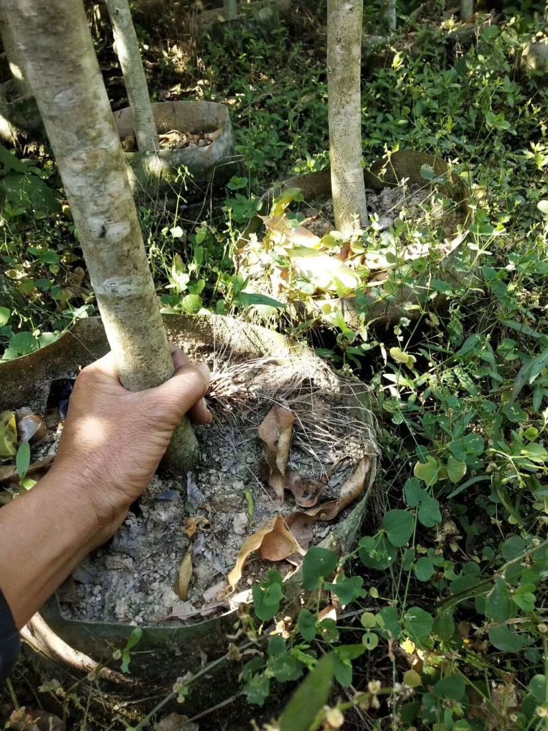 沉香苗大袋，产地直供，支持线上保障交易。
