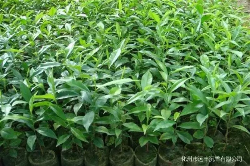 沉香细袋苗，产地直供，支持线上保障交易。