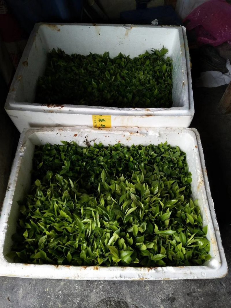 沉香芽苗，苗场补苗专用，产地直传支持线上保障交易。